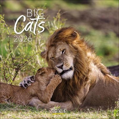 2026 Big Cats CALENDAR 30 X 30 CM wall