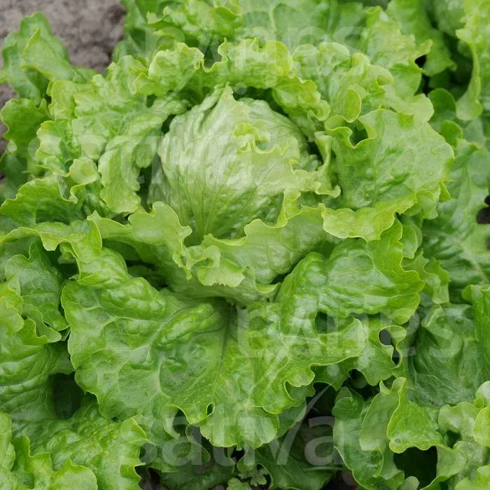 LITTLE LITTLE Batavia Blonde Paris Seed - Leben