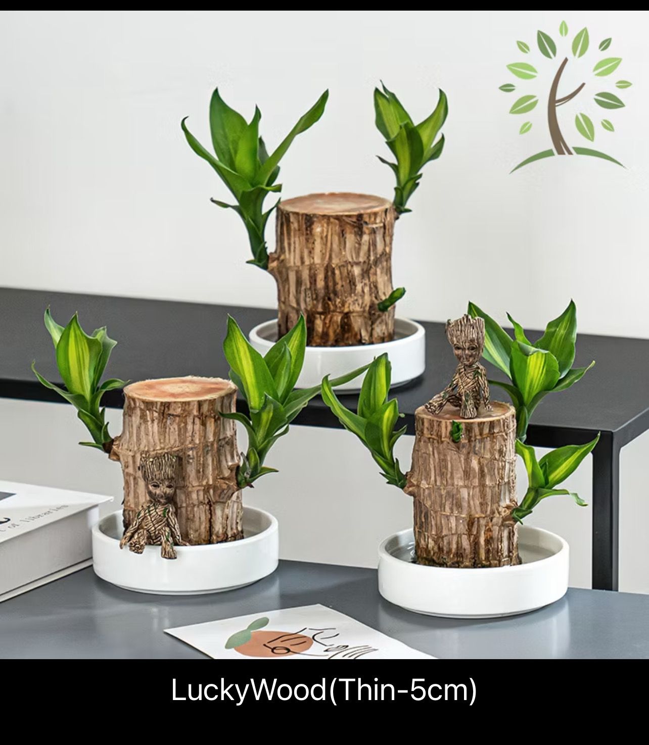 ￼$15.00 - Berjaya Plant Nursery - Dracaena/Lucky Wood/巴西木/幸运木(Pokok Bunga Hidup/Pokok Hiasan Dalam Rumah/Real Live Indoor Plant)