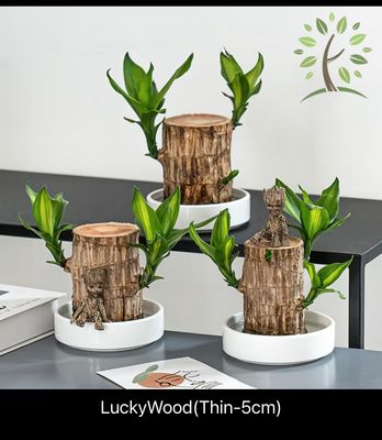 ￼$15.00 - Berjaya Plant Nursery - Dracaena/Lucky Wood/巴西木/幸运木(Pokok Bunga Hidup/Pokok Hiasan Dalam Rumah/Real Live Indoor Plant)