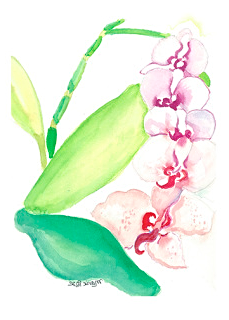 Orchid Grace