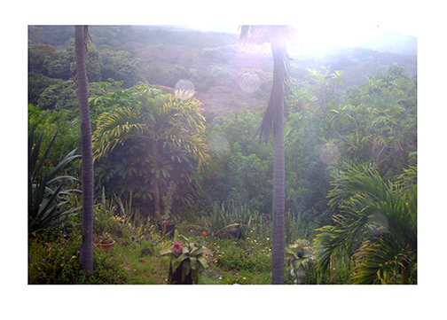 Aloha Garden