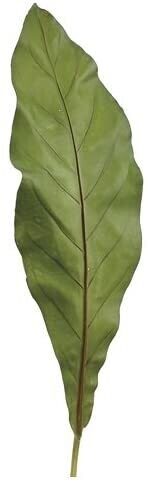 25&quot; Birdnest fern