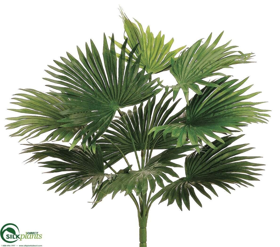 FAN PALM BUSH X12