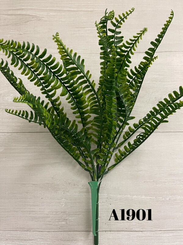 Boston Fern