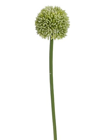 Allium Spray GR