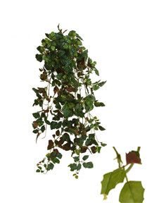 GRAPE IVY BUSH W/915 LVS