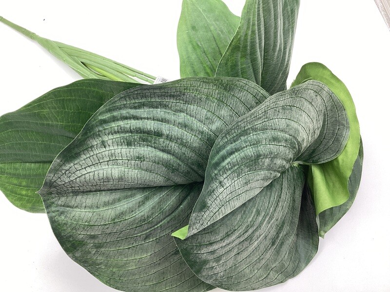 26&quot;HOSTA BUSH GR