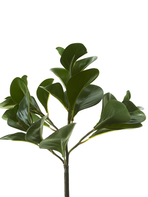 12&quot; PEPEROMIA BUSH