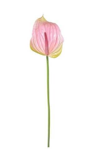 ANTHURIUM 29.56 GR