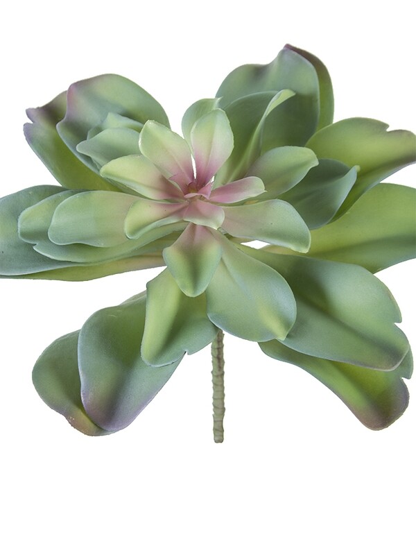 13.5" AEONIUM PICK