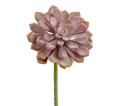 6" Soft Touch Baby Aeonium Pick Two Tone Coral