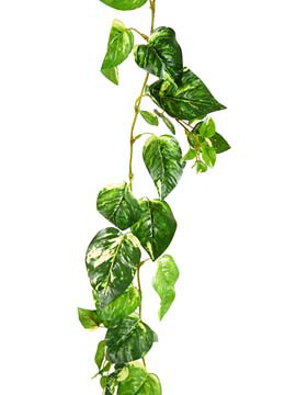 6&#39; POTHOS GARLAND W/140 LVS