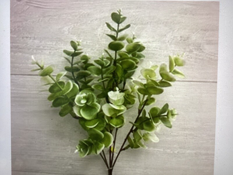 Eucalyptus bush