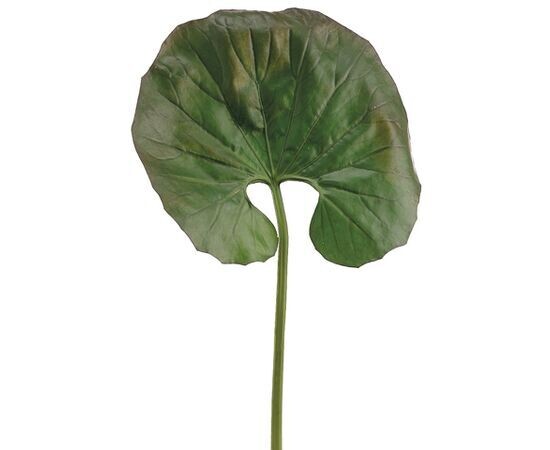 28&quot;HORSE SHOE FERN LEAF SP.GR