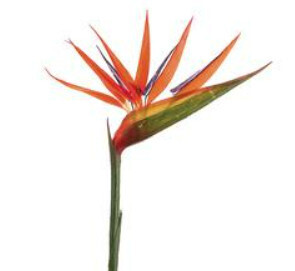 36&quot;BIRD OF PARADISE SP.OR