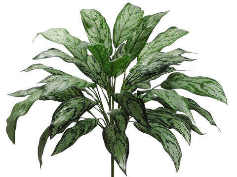 28&quot;SILVER QUEEN PLANT 36L GR
