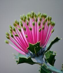 MATCHSTICK BANSKIA 40&quot; GREEN