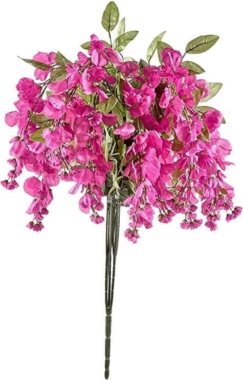 Wisteria Long hanging bush x 15