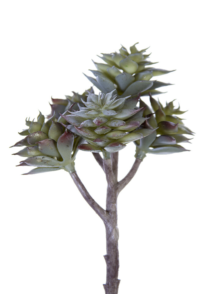 7.5&quot;ECHEVERIA CHINESIS PICK X3
