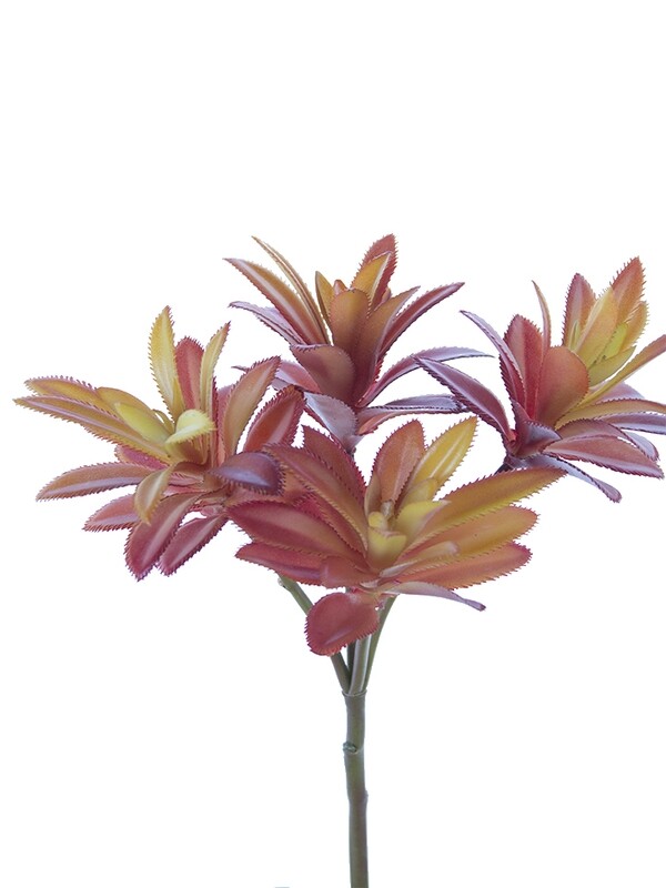 12" AEONIUM PICK X4
