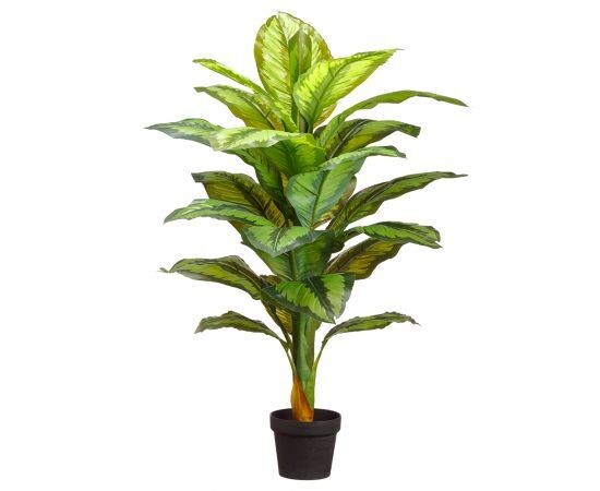 34" DIEFFENBACHIA PLANT W/40L