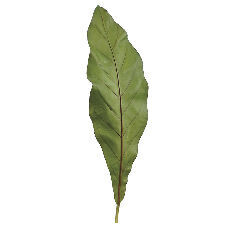 25&quot;BIRD&#39;S NEST FERN LEAF SP.GR