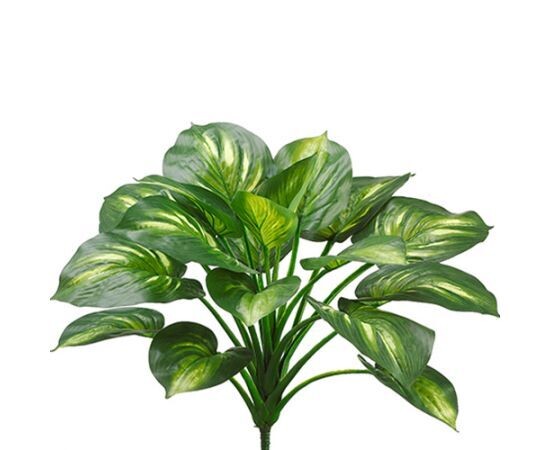 22&quot;EVA HOSTA PLANT GR/CR