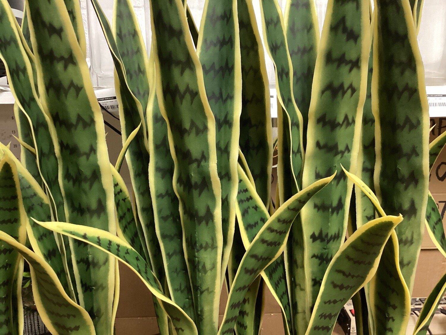 SANSERVERIA PLANT