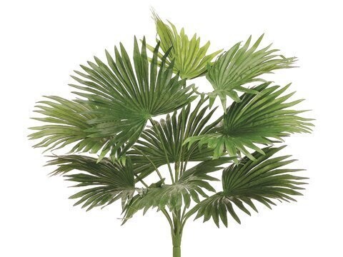 18&quot;FAN PALM BUSH GR