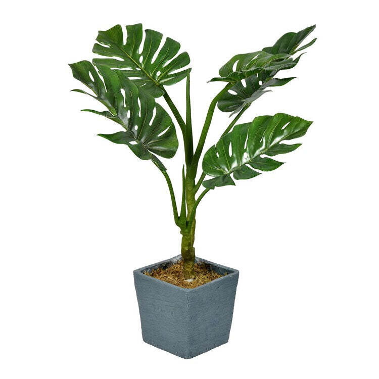 3&#39;SPLIT PHILO PLANT X3 GR
