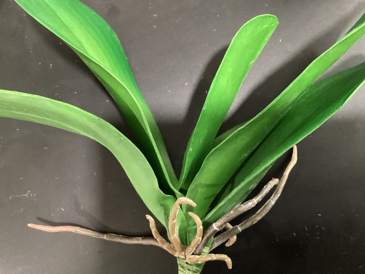 11” PHALAENOPSIS LEAF PLANT