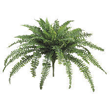 28&quot;LARGE BOSTON FERN X60