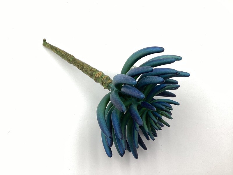 12" AEONIUM PICK BL/GR