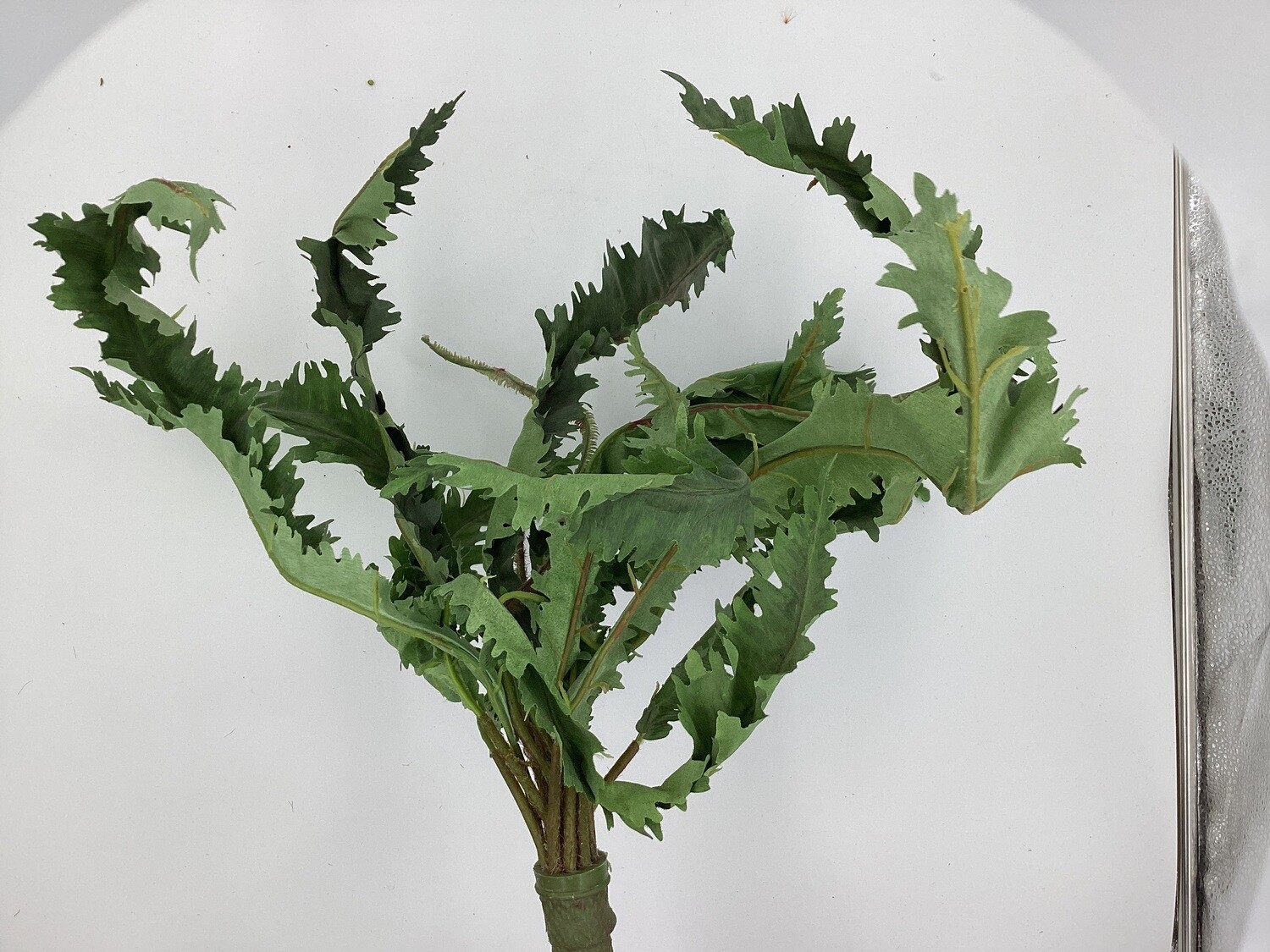 MATTED MARGINATUM