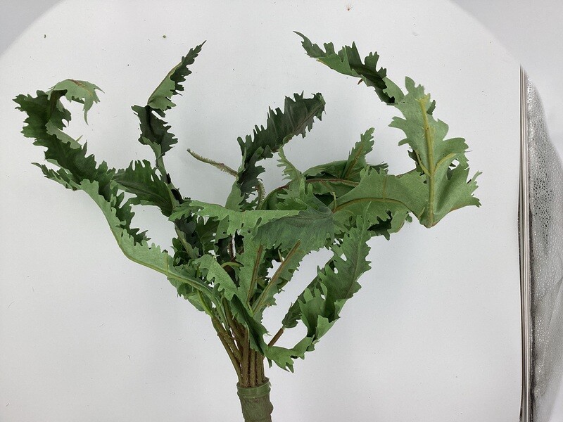 MATTED MARGINATUM