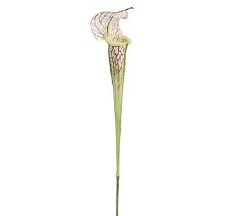 28&quot;PITCHER PLANT SPRAY CR/BU