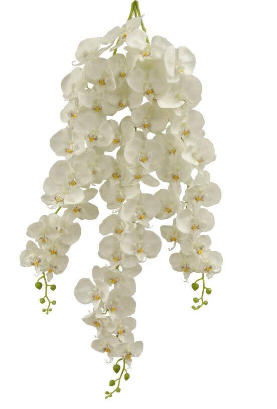 Orchid Bush x3