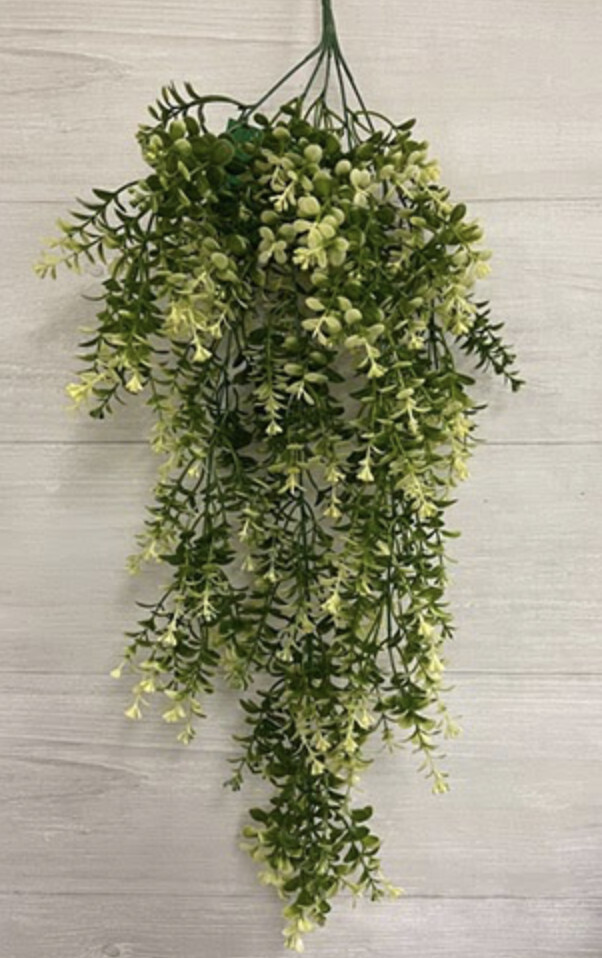 Hanging Boxwood