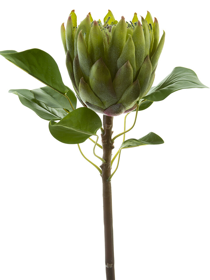 26” King Protea - GR