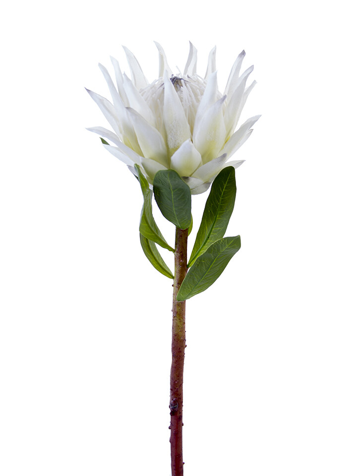 30” Open King Protea Ivory White
