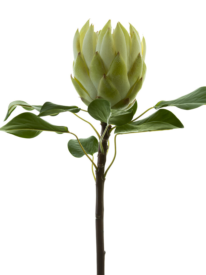 26&quot; KING PROTEA CR
