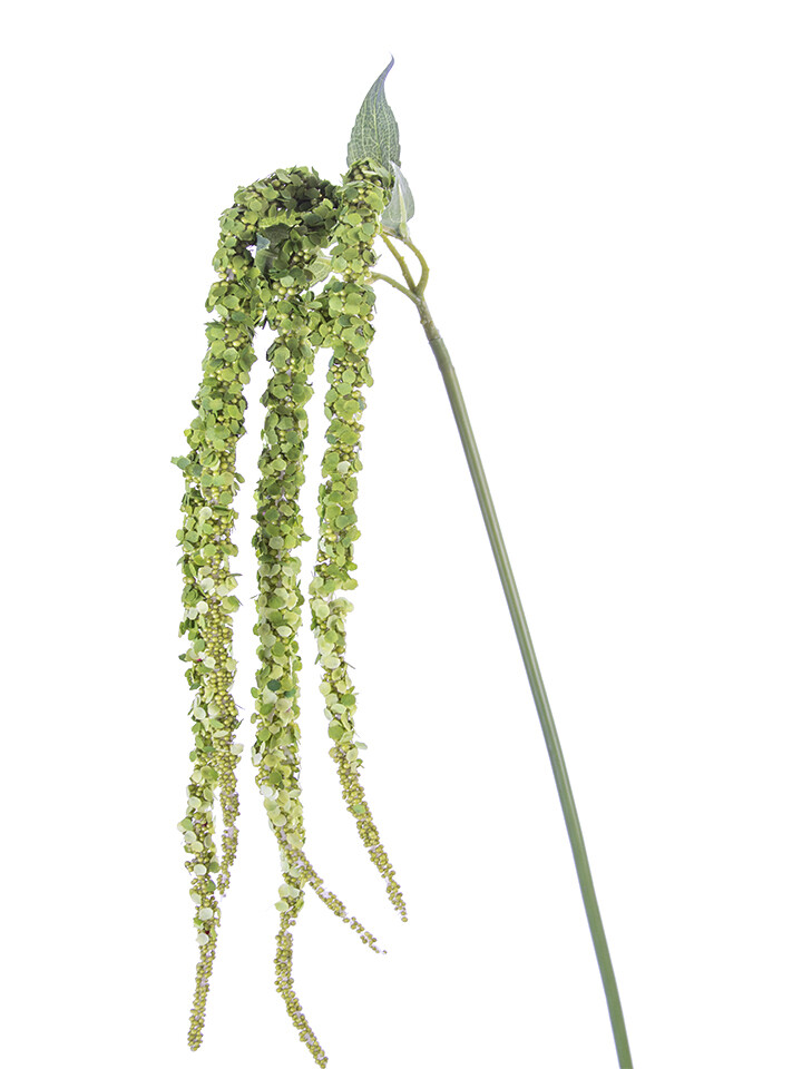 38&quot; Amaranthus Spray x5 GR