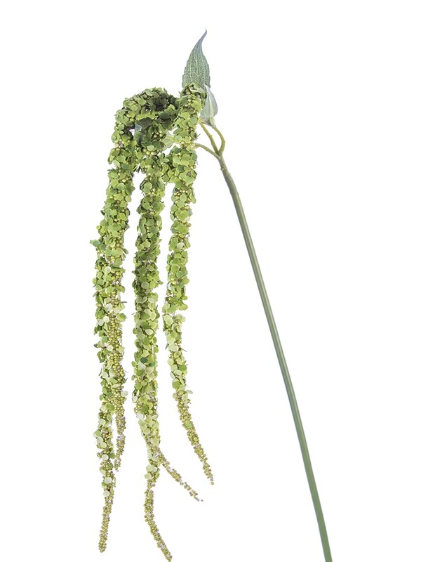 38&quot; Amaranthus Spray x5 GR