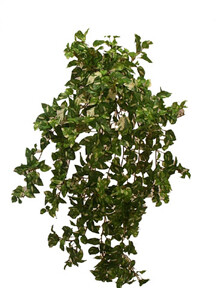 20&quot; MINI POTHOS VINE BUSH