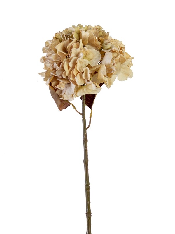 25” Dried Hydrangea Spray - BE