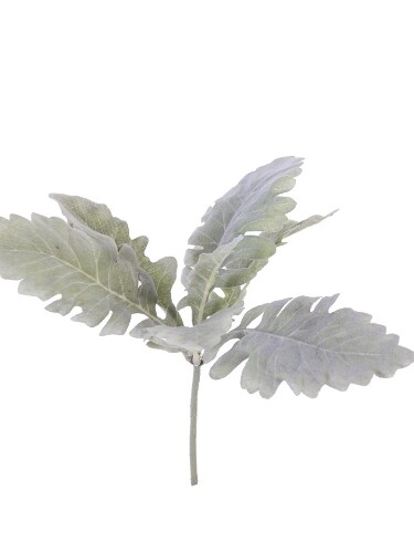 Dusty Miller Pick