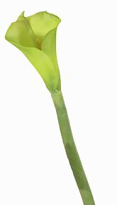 Large Calla Lily 33” - Green