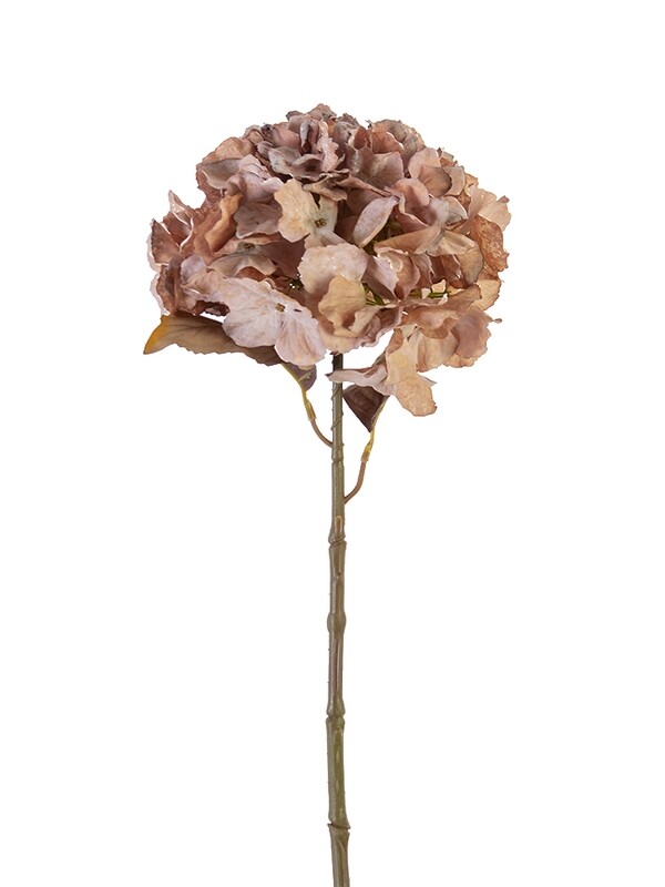 25” Dried Hydrangea Spray - DP
