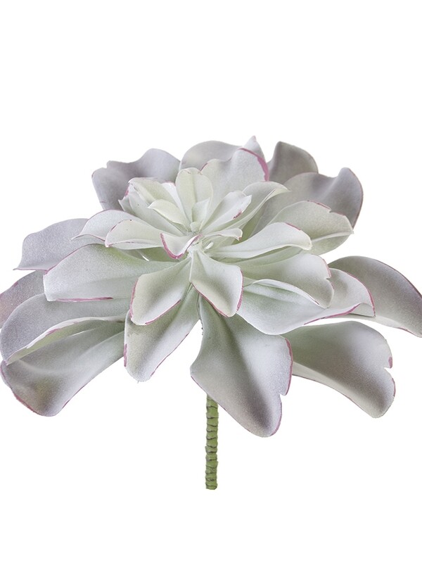 13.5" AEONIUM PICK GRAY GREEN RED